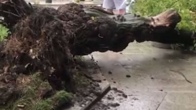 В Москве две женщины пострадали при падении деревьев во время урагана