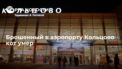 E1.RU: в Екатеринбурге умер кот, которого хозяйка бросила в аэропорту Кольцово