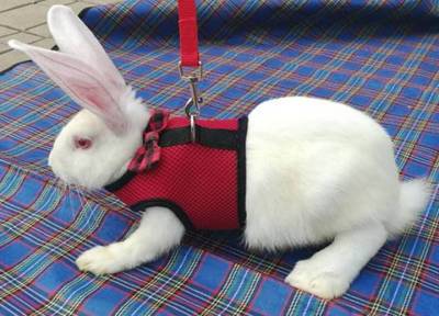 Владельцам ушастых: как правильно надеть шлейку на домашнего кролика