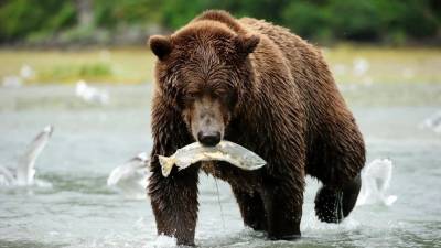 Экологи сообщили об аномальном скоплении голодных медведей на Сахалине