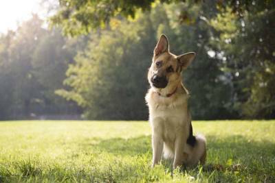 Топ-9 собачьих привычек и причины, по которым они это делают