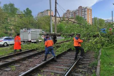 Из-за непогоды в Подмосковье упали почти 140 деревьев