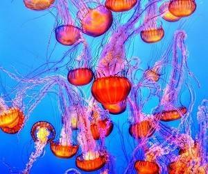 Морские монстры: что делать если ужалила медуза