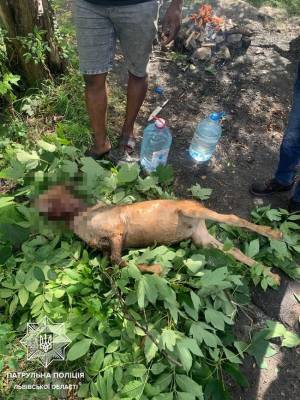 Иностранцам, пытавшимся пожарить козлятину в парке во Львове, может грозить до 8 лет за решеткой