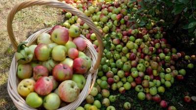 Преображение Господне или Яблочный спас: традиции и смысл праздника