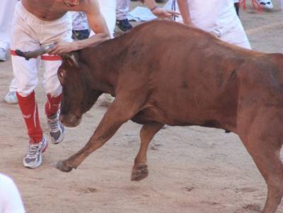 В испанском городе отменили корриду из-за быков с неполиткорректными кличками