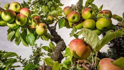 Яблочный Спас: что можно и нельзя делать 19 августа