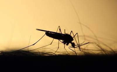 Переносят комары: на Украине зафиксировали первые случаи страшной болезни (Вести, Украина) - inosmi.ru - Украина - Киев