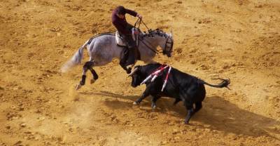 Очень обидные клички быков стали причиной отмены корриды в испанском городе