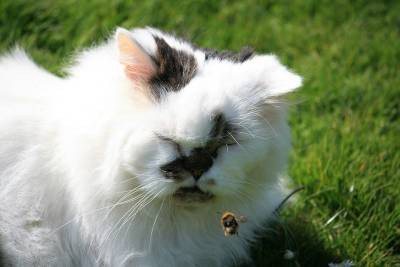 Моя кошка охотится и ест насекомых: это проблема?