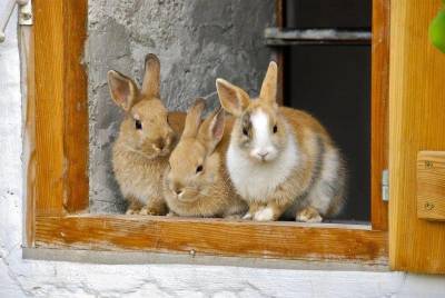 Питомцы-кролики: 5 распространенных заблуждений в содержании