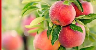 Яблочное варенье: недорого и вкусно