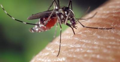 На Украине зафиксированы случаи редкой болезни, переносимой комарами