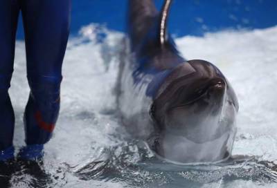 Вывоз дельфинов и китов в России запретили на полгода