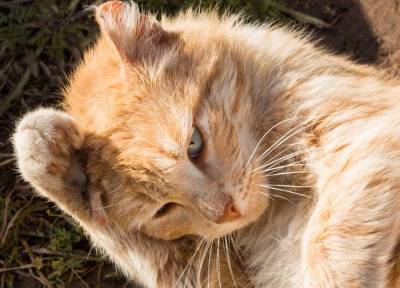 Ушной клещ у кошек. Как и чем лечить заболевание в домашних условиях?