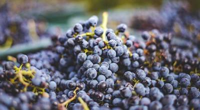Выращивание винограда: словарь терминов профессионального виноградаря