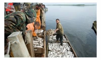На Ямале в текущем году выловили более 5 тысяч тонн рыбы