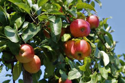 Яблочный спас: что категорически нельзя делать 19 августа