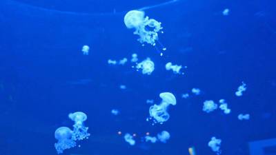 Морской деликатес: в Керчи туристов кормят медузами