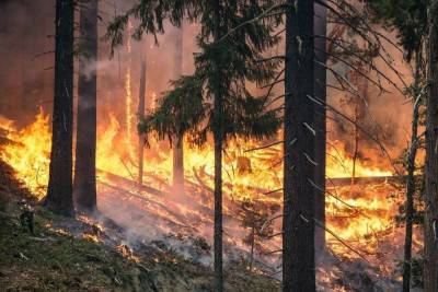 В Брянской области произошло 17 пожаров в минувшую среду