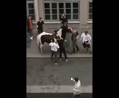 На Рубинштейна пьяные посетители бара устроили драку из-за лошади