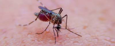 В Украине обнаружили опасную болезнь, распространяемую комарами