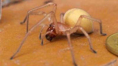 Прыгает на людей и прокалывает кожу: на Харьковщине обнаружили редкого ядовитого паука