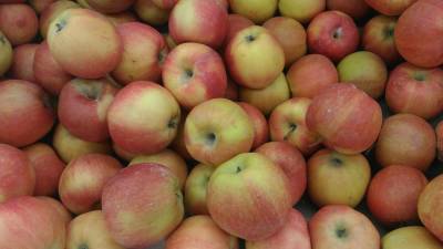 Роскачество опровергло некоторые слухи о яблоках и рассказало, как выбрать лучшие плоды