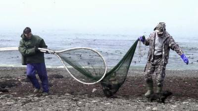 На Сахалине провели спецоперацию по спасению тюленей от пластика и мусора