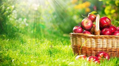 Яблочный спас – 19 августа: история праздника