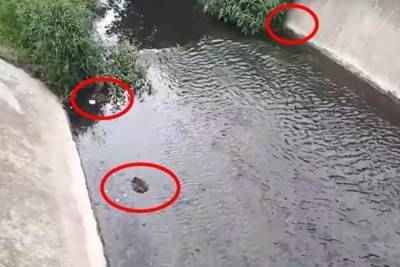 В реке Темерник погибли еще четыре утки