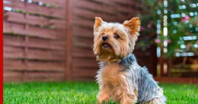 Йоркширский терьер: маленькая собака и большой защитник