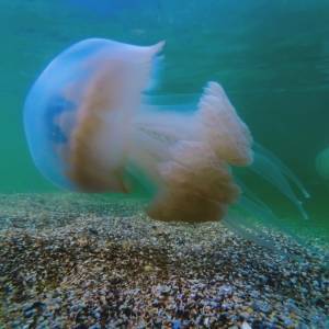 Что делать, если вы получили ожог от медузы: рекомендации МОЗ