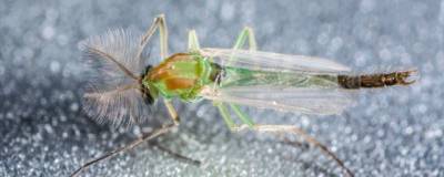 Кировчане пожаловались на новых для региона зеленых комаров