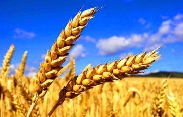 В России взлетели цены на зерно