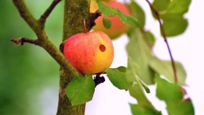 Врач Мойсенко рассказала о полезности червивых яблок