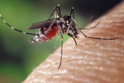 На Украине выявили случаи передачи опасной болезни через комаров