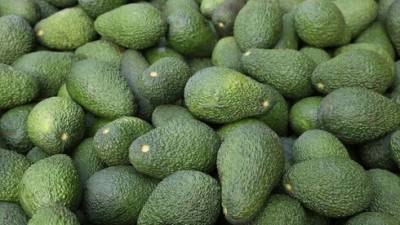 Вместо месяца - целый год: в Израиле изобрели новаторский метод хранения авокадо
