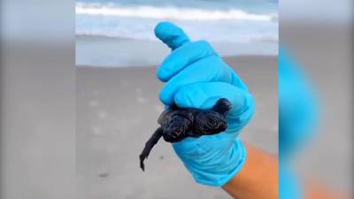 Двухголовая морская черепаха попала на видео