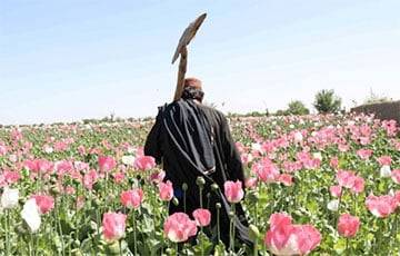 Что будет с наркотрафиком в Афганистане после захвата власти «Талибаном»?