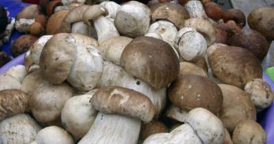 После дождей в Калининградской области пошли грибы: калининградцы хвастаются добычей