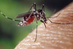Через укусы комаров передается редкая болезнь: в Украине подтвердили уже три случая
