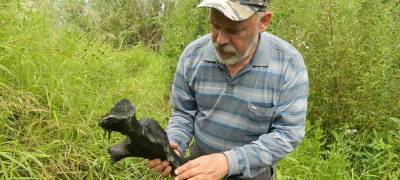 Ученые обнаружили в Новосибирской области останки древних бизонов