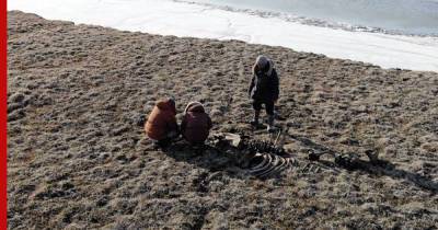 Самое северное в мире поселение древних людей обнаружили в России