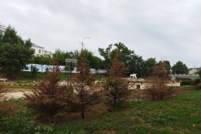 В Рязани у цирка засохли молодые деревья