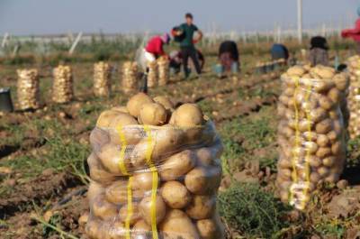 В Узбекистане за первое полугодие было произведено свыше 1,5 млн. тонн картофеля