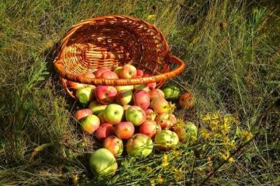 Тамбовские садоводы начали сбор яблок