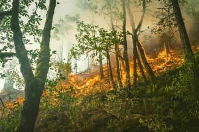 СПЧ доработал и повторно направил в кабмин рекомендации по борьбе с лесными пожарами