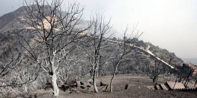 Алжир обвинил в лесных пожарах группы, связанные с Израилем и Марокко