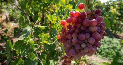 Виноград содержит вещества, способные бороться с раком - открытие японских ученых